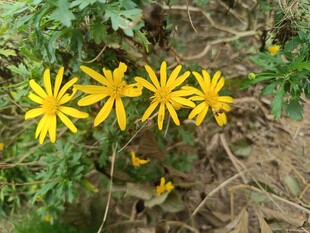 黄色野花绽放于草丛间
