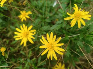 黄色小花绽放于绿叶间