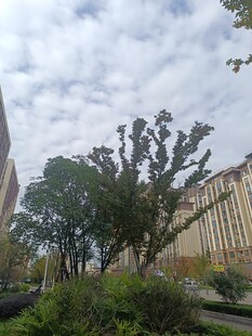 城市中的绿树与建筑景观