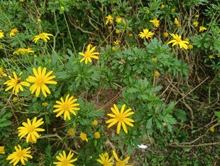 野外绽放的黄色小花