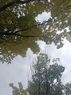 仰视树冠下的斑驳天空