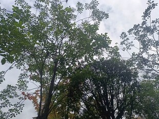 户外绿树蓝天自然景象