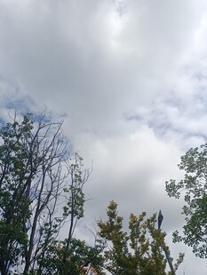 天空下的树木与云朵