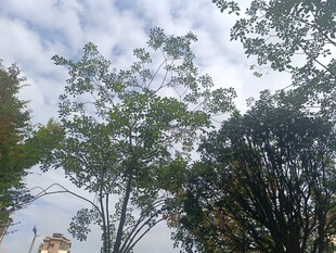 仰视视角下的繁茂树木