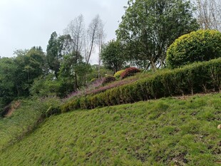 绿意盎然的山坡景观