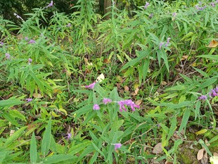 野外繁茂花草景观