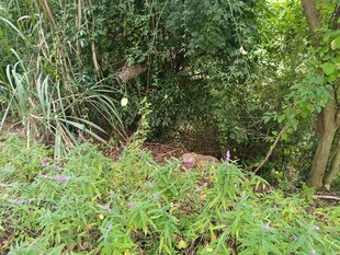 茂密绿植中的自然景象