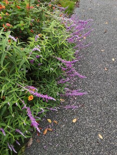 路边紫色花卉植物景观