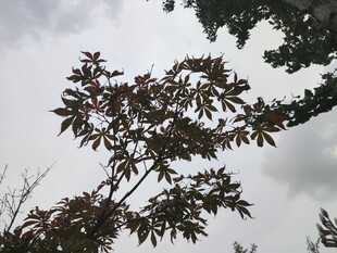 枝头红叶映灰白天空