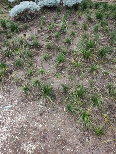 地面绿植景观特写