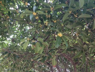 绿叶间的黄色果实