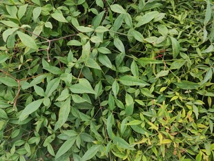 翠绿繁茂的植物景观