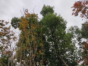 秋日葱郁树林景观