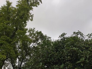 阴天中的葱郁树木