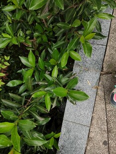 石板旁翠绿的植物景观