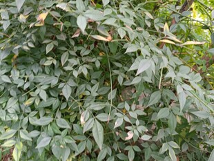 茂密绿叶植物景观