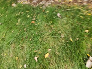 秋日草地散落金黄叶片