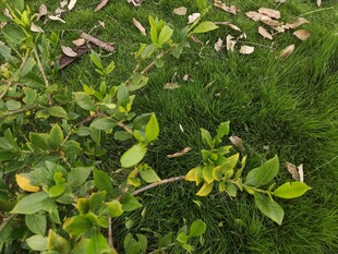 草地上的绿植与散落物