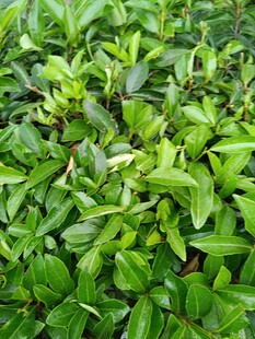 翠绿繁茂的植物叶片