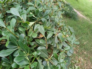 绿叶繁茂的植物景观