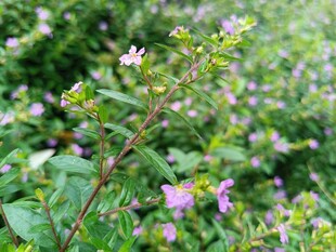 野外绽放的紫色小花