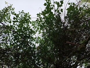 仰视茂密枝叶的翠绿树冠