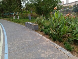 城市中的静谧绿植步道