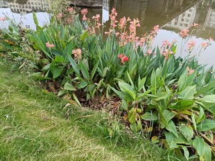 花坛中的艳丽花卉