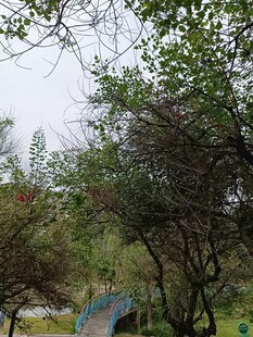 林间小道绿意盎然的景致