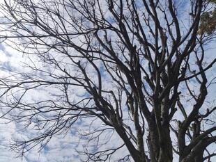 冬日枯树与天际