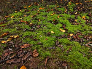地面上的青苔与落叶