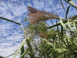 蓝天映衬下的蓬勃狗尾草
