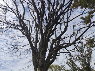 冬日枯树尽显萧瑟之态