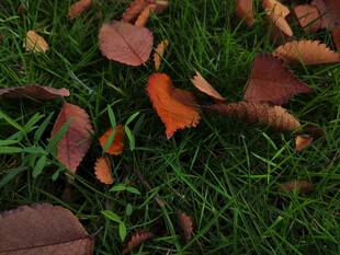 草地上的斑斓落叶