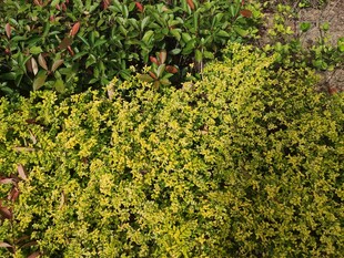 翠绿丛生的黄色小花植物