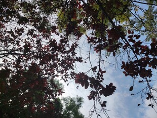 枝头红叶映蓝天