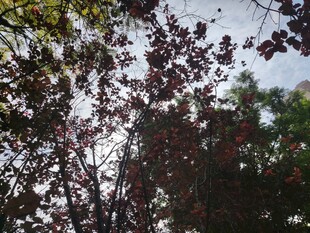 秋日红叶树枝景象