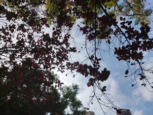 枝叶间的天空美景