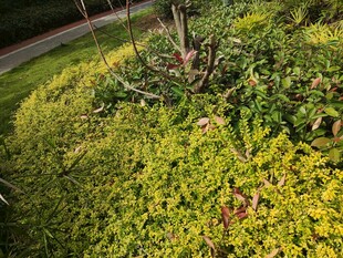 绿意盎然的园林植物景观