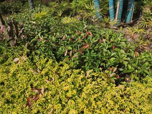 绿意盎然的地面植物景观