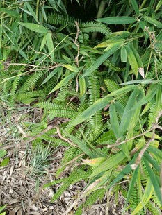 地面上的翠绿竹叶