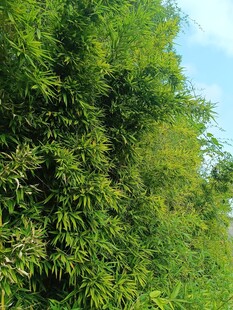翠绿竹林 