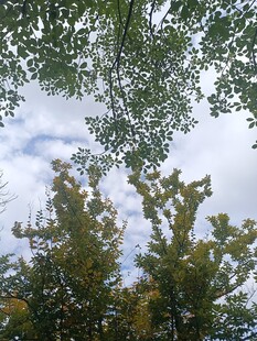 仰视绿树间的蓝天白云