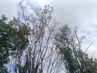 秋日枯树与葱郁树木同框