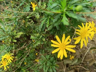 野外绽放的黄色小花