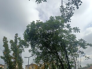 天空下的葱郁树木