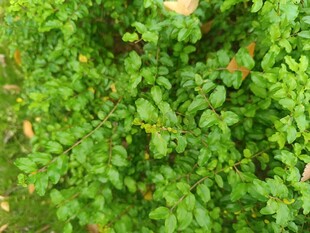 翠绿繁茂的植物景观