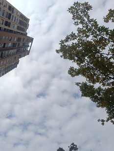 高楼与树间的天空景致