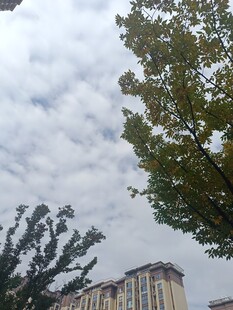 天空下的树木与建筑物