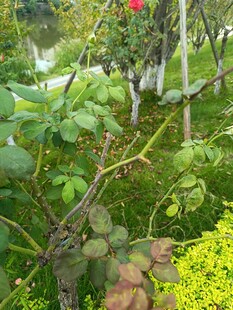 花园中的繁茂绿植景观